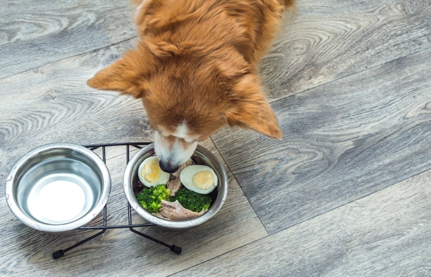 aerial view of a dog eating food like chicken, broccoli and hard boiled eggs in it's dog bowl
